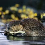 berthamaleu_thebeaver - @berthamaleu_thebeaver - Instagram