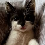 Bertha langholz beck - @simba_the_tiger1230 - Instagram