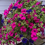 Bertha Shemberger - @berthashemberger - Instagram