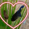 best fish ever - @billyandberthafishy - TikTok