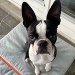 Bertha - @berthathebostonterrier - Instagram