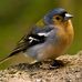 Bertha Bos - Facebook