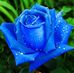 Bertha Chambers - Facebook