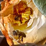 Bertha A Cisneros - @berthacisneros - Instagram
