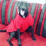 Dog's - Bertha Conrado - @dogsberthaconrado - Instagram