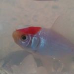 Bertha - @bertha_the_fish - Instagram
