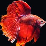 @bertha_fish_edmund14 - Instagram