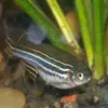 Bertha the fishy - @bertha_the_fish_ - TikTok