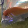 berthathefish - @therealberthathefish - TikTok
