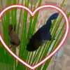 best fish ever - @billyandberthafishy - TikTok