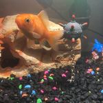 big_bertha_the_fish - @big_bertha_the_fish - Instagram