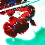 Khalid Bertha fish - @khalid_berthafish - Instagram