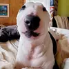 Bertha Fox - @bertha.fox4 - TikTok
