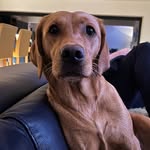 @berthathefoxred - Instagram