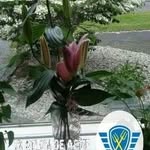 Bertha Geertsema - @berthageertsema - Instagram