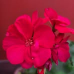 Bertha Green - Facebook