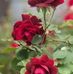 Bertha Cuellar - Facebook