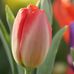 Bertha Morse - Facebook