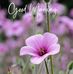 Bertha Murillo - Facebook