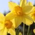 Bertha Simms Nelson - Facebook