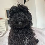 Bertha queen B - @berthacockapoo - Instagram