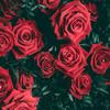 Bertha Rey - @bertharey - TikTok