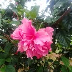Bertha Ringane - Facebook