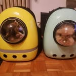 Bertha, Rocky and co. - @bertha_and_rocky - Instagram