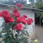 Bertha Rosales - Facebook