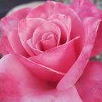 Bertha Rubio - Facebook