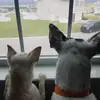 Stayfreshcheesebags - @bertharyan - TikTok
