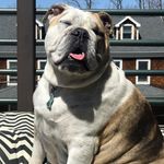 Bertha + Ryder - @berthathebulldog - Instagram