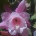 Bertha Sarango - Facebook