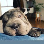 Bertha - @bertha.sharpei - Instagram