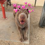 Big Bertha - @bigbertha_sharpei - Instagram