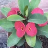 Bertha Tinoco - @bertha.tinoco78 - TikTok