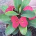 Bertha Tinoco - Facebook