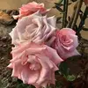 Bertha Zelaya - @bertha.zelaya3 - TikTok