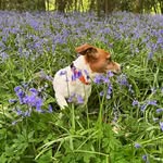 Bertie Bowles 🐶 - @bertie_the_russell - Instagram
