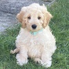 Bertie_Dawg - @bertie_da_puppy - TikTok