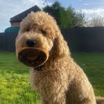 Bertie Daly 🐶 - @bertiesdalyadventures - Instagram
