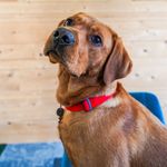 Bertie Foster - @bertiefoster1 - Instagram