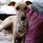 Bertie Foster - @bertie_the_bertrum - Instagram