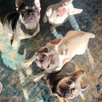 Winnie, Bertie, Attie & Orion Foster - @adventuresofthe_fosterfamily - Instagram