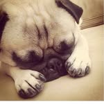 Bertie Picklepants Gibson - @bertie_picklepants - Instagram