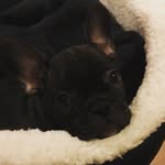 Boris & Bertie Gibson 🐶💙👑🇬🇧 - @boris_gibbo - Instagram