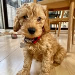Bertie | Londoner and good boy - @dogsbert - Instagram