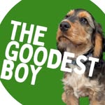 Bertie | Sable Show Cocker Spaniel - @thegoodestboybertie - Instagram