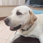 Bertie - @bertiegoodboy_ling - Instagram