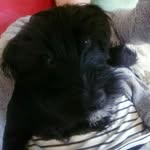 Bertie - @bertiegoodings - Instagram